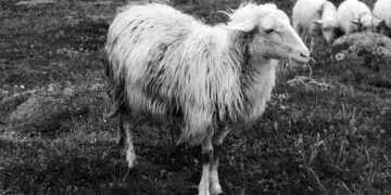 Sardinian Sheep pecora sardegna