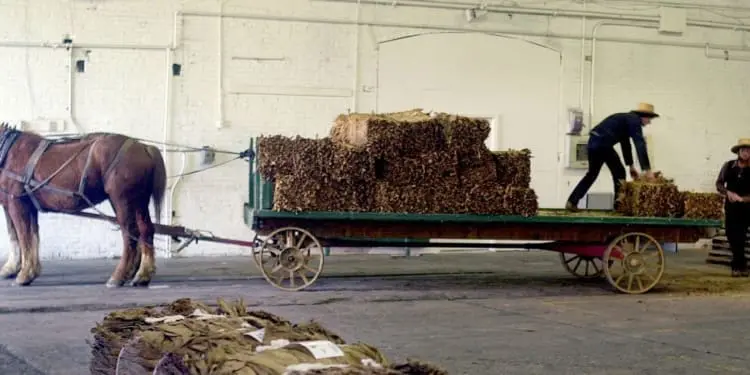 Il lato oscuro degli amish