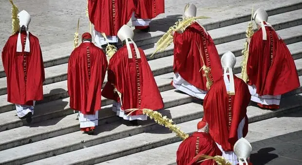 8433510 23123140 cardinali palme