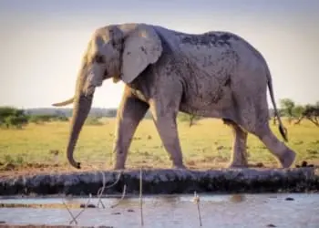 L’elefante di cui nessuno parla nel sistema di risarcimento degli abusi in Spagna