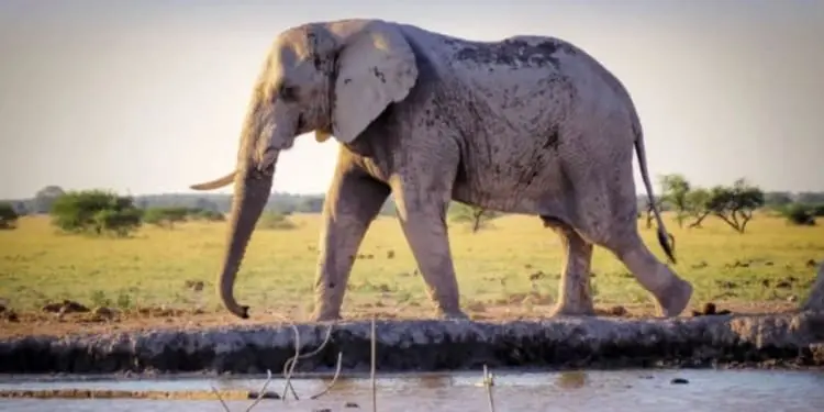 L’elefante di cui nessuno parla nel sistema di risarcimento degli abusi in Spagna
